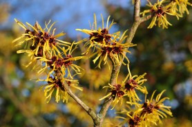 witch-hazel