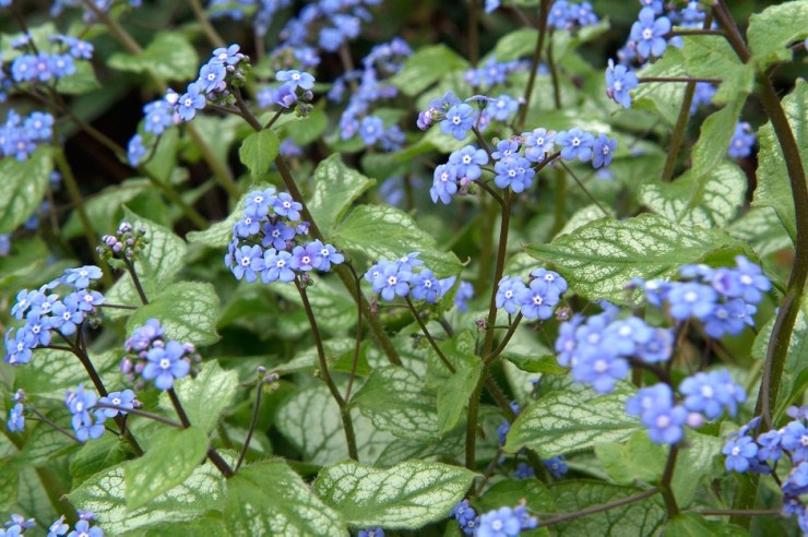 brunnera_macrophylla