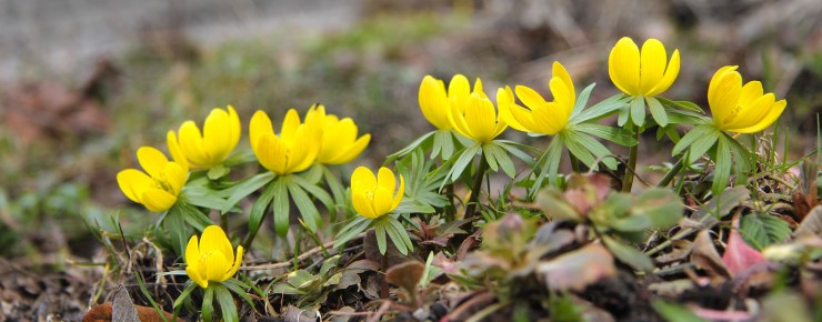 eranthis