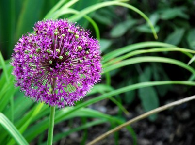 allium-1370691-638x475