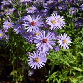 Symphyotrichum 'Little Carlow'