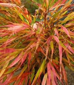 Hakonechloa_macra_nicolas