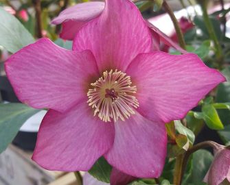 Helleborus-Walbertons-Rosemary