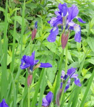 Iris sibirica