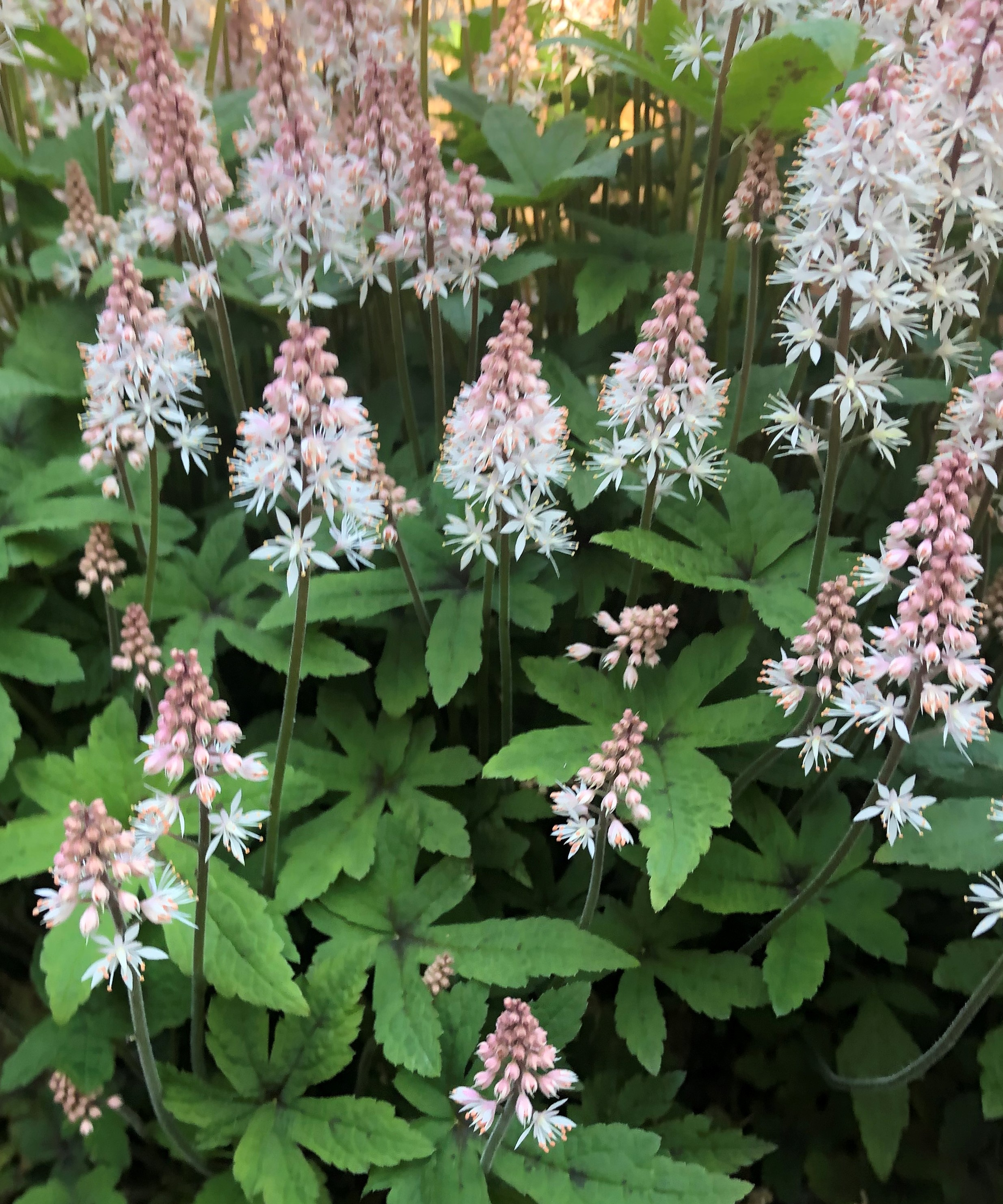 Tiarella_spring_symphony